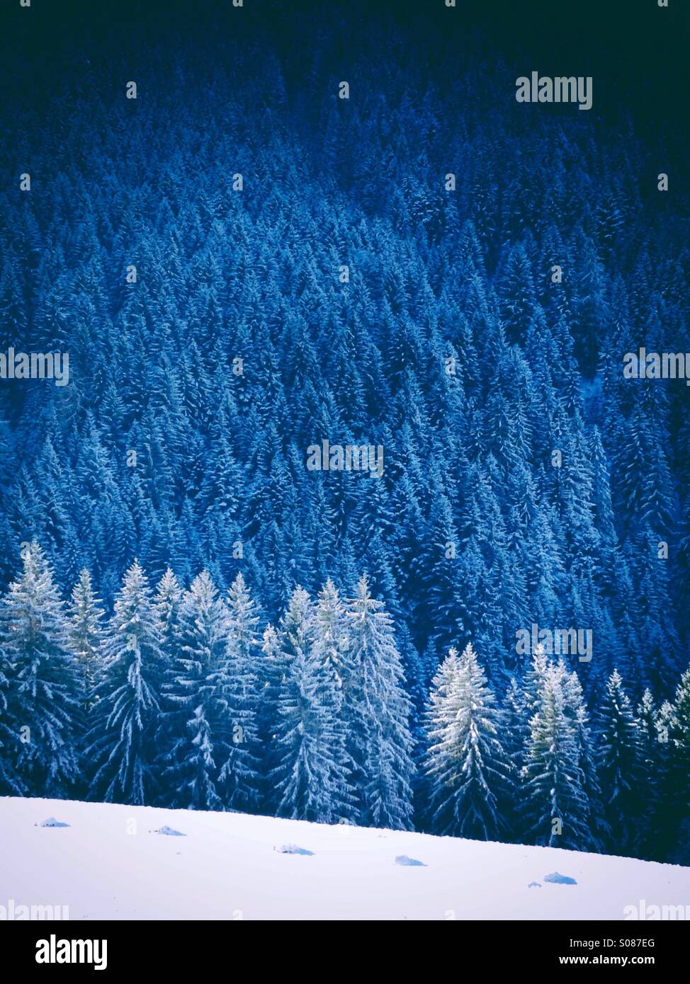 Fir trees covered by snow - Smartphone Captured Stock Image