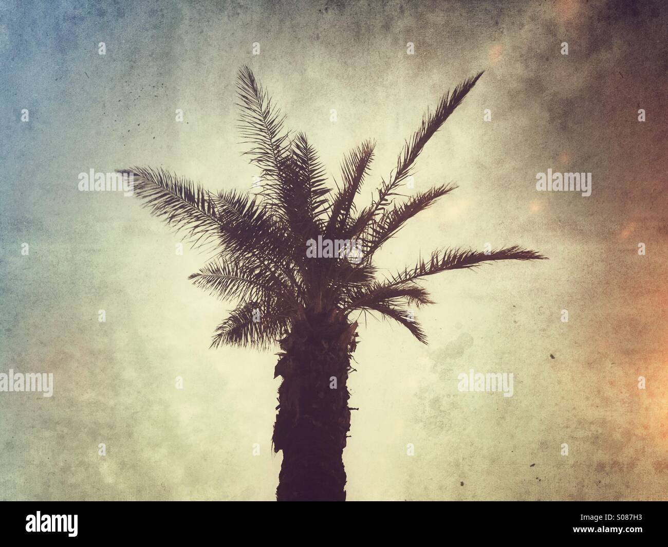 Palm tree - Smartphone Captured Stock Image