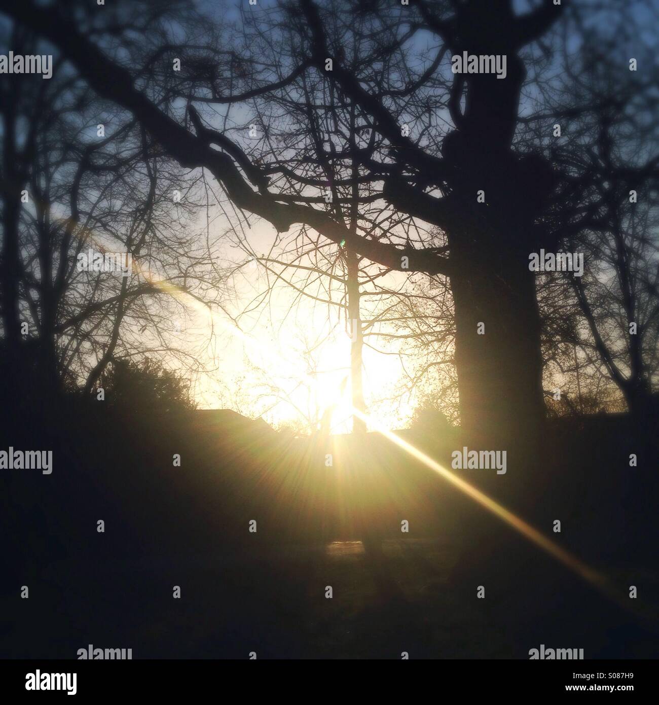 Light shining through trees hires stock photography and images Alamy