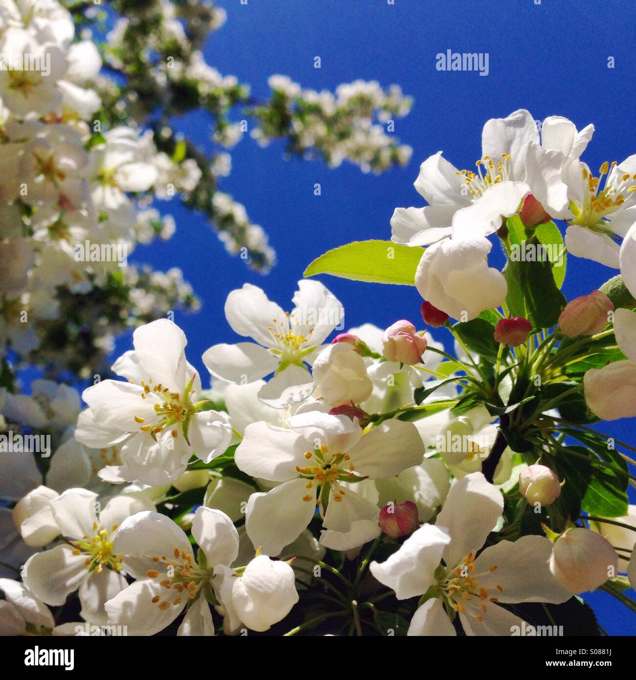 White ornamental cherry blossoms Stock Photo