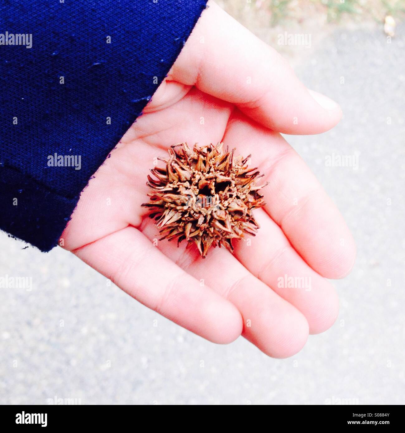 Boy holding a seed pod - Smartphone Captured Stock Image