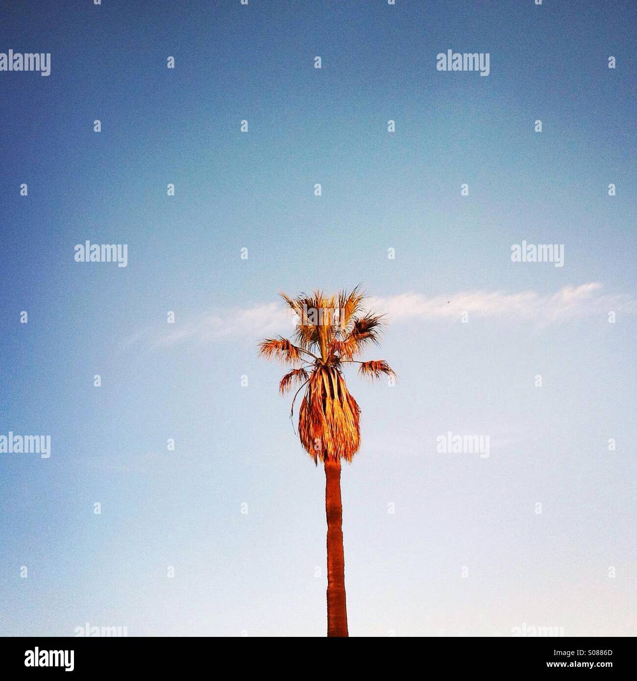 A palm tree and cloud. Santa Monica California USA. Stock Photo