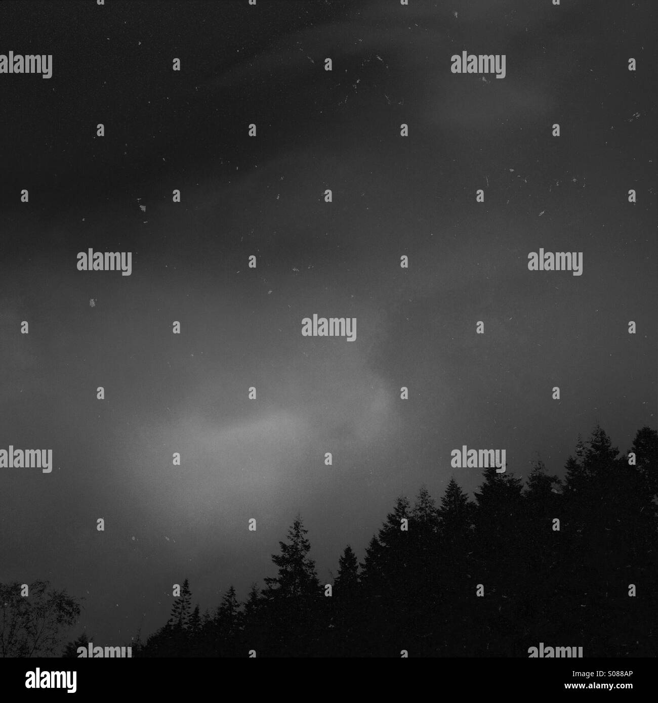 Stars in the sky above trees. Stock Photo