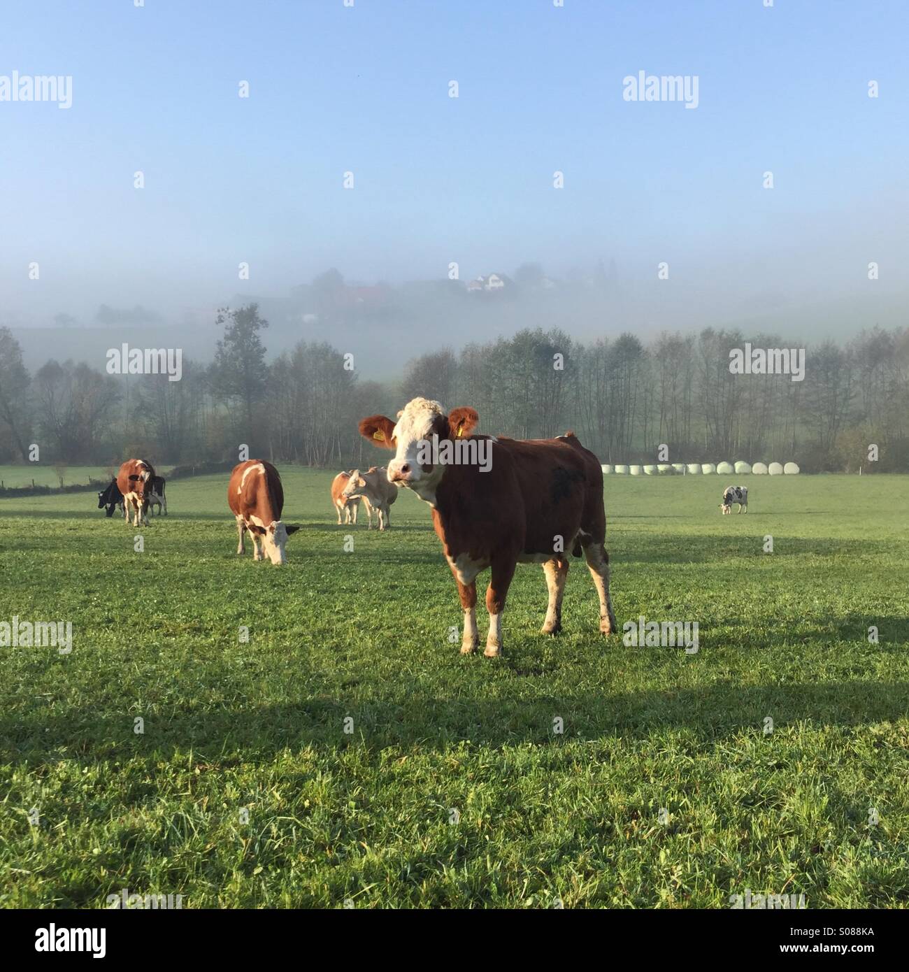 Cows on the field Stock Photo - Alamy
