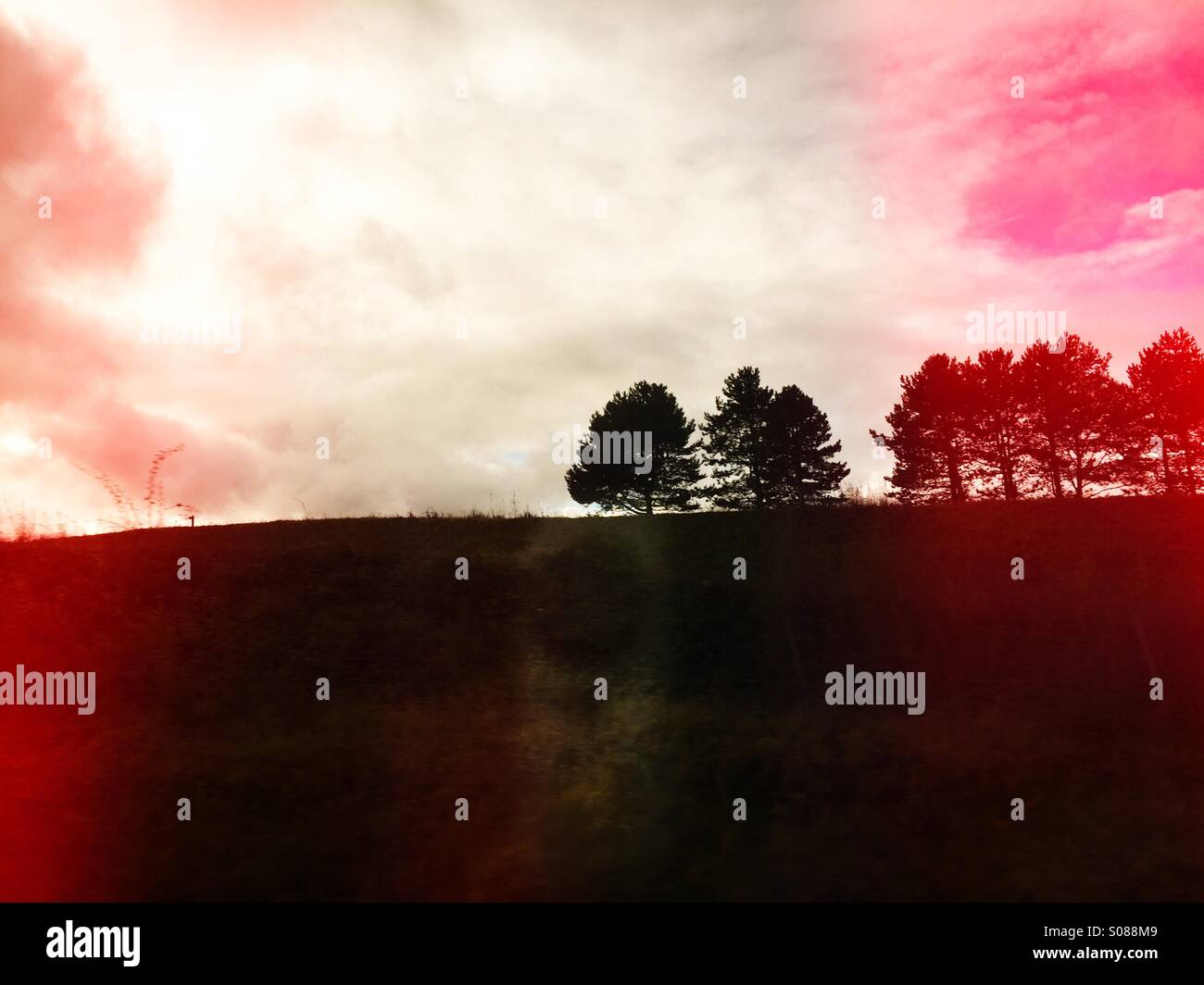 Stand of trees viewed from a train in southern France - Smartphone Captured Stock Image