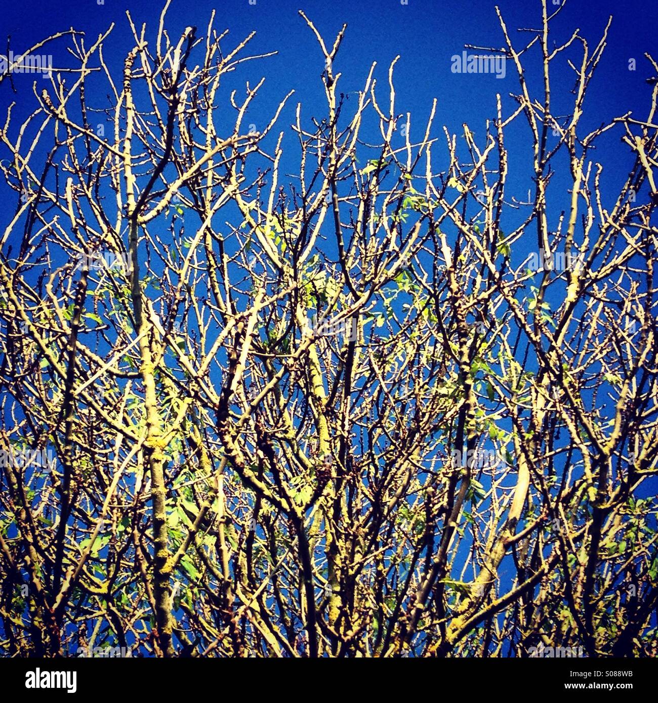 Autumnal Tree - Smartphone Captured Stock Image