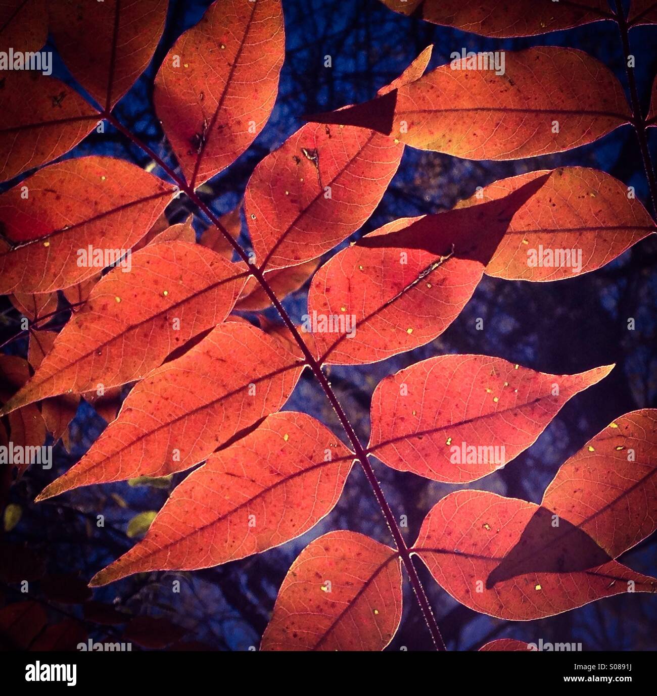 Fall leaves. - Smartphone Captured Stock Image