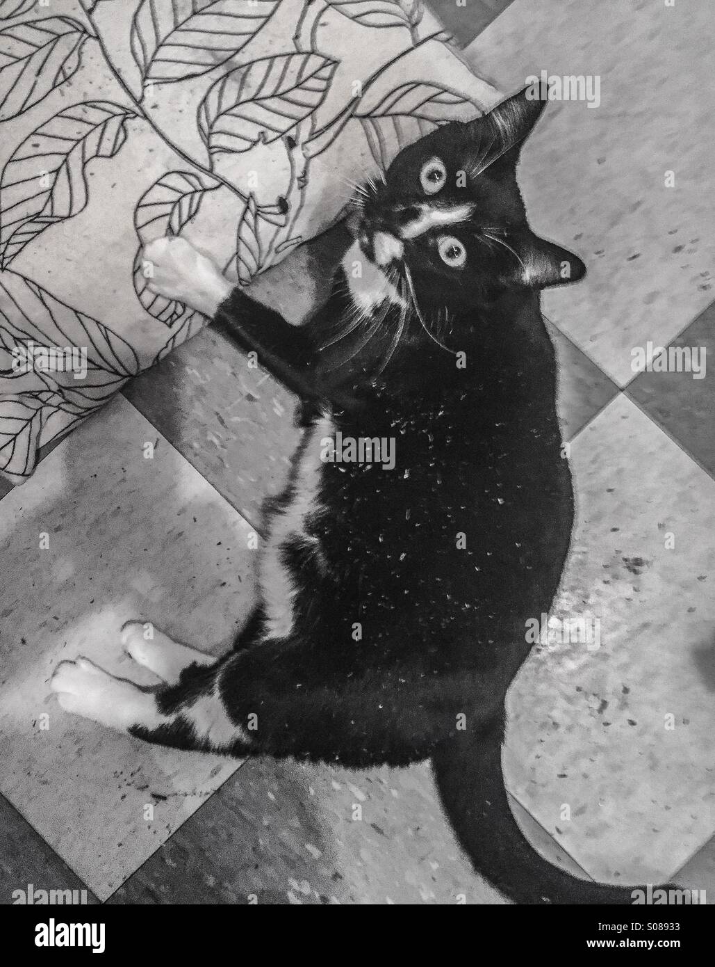 Tuxedo cat that got into some  cat nip Stock Photo