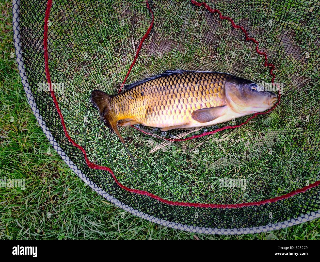 Common carp in landing net hi-res stock photography and images - Alamy