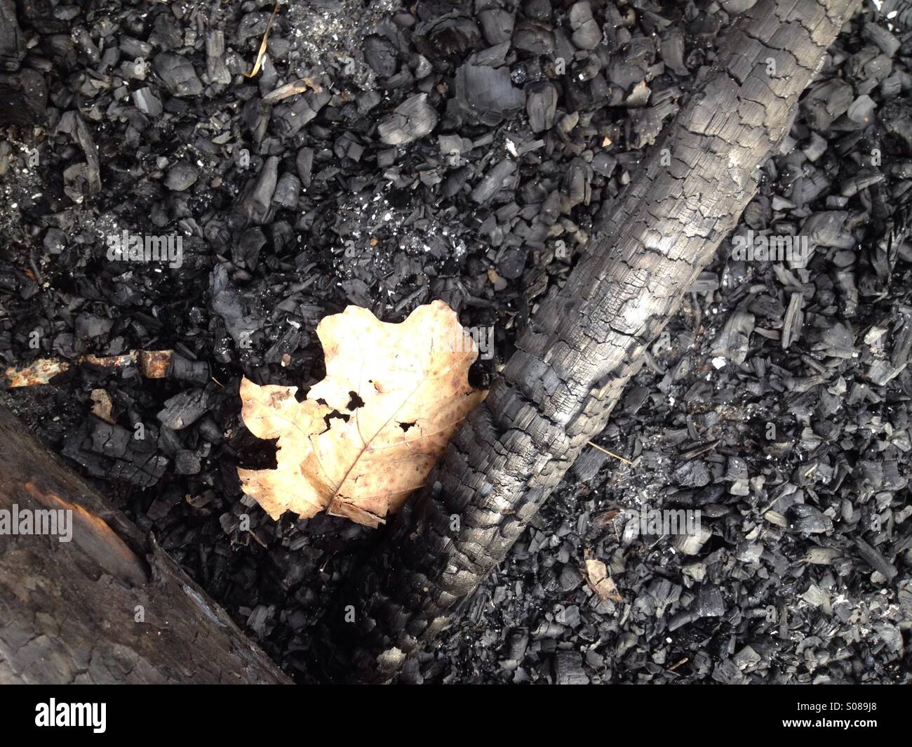 Lone oak leaf in charred cinders - Smartphone Captured Stock Image