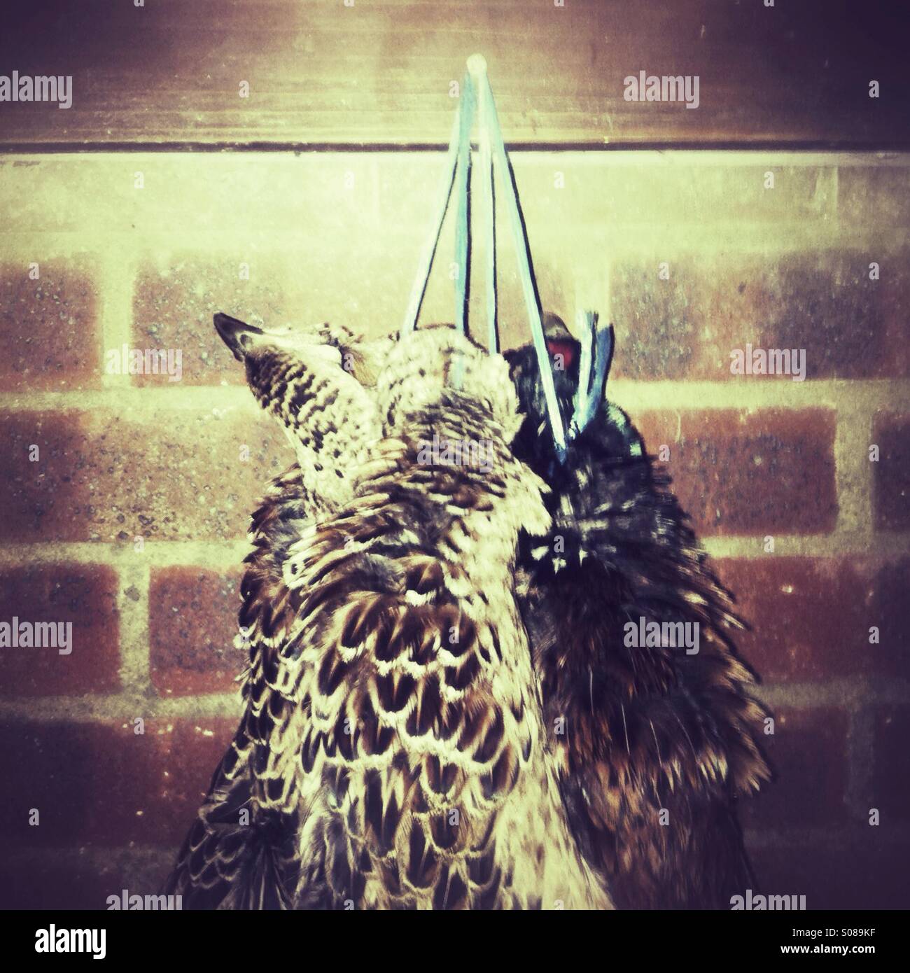 Pheasant birds hanging after a shoot - Smartphone Captured Stock Image