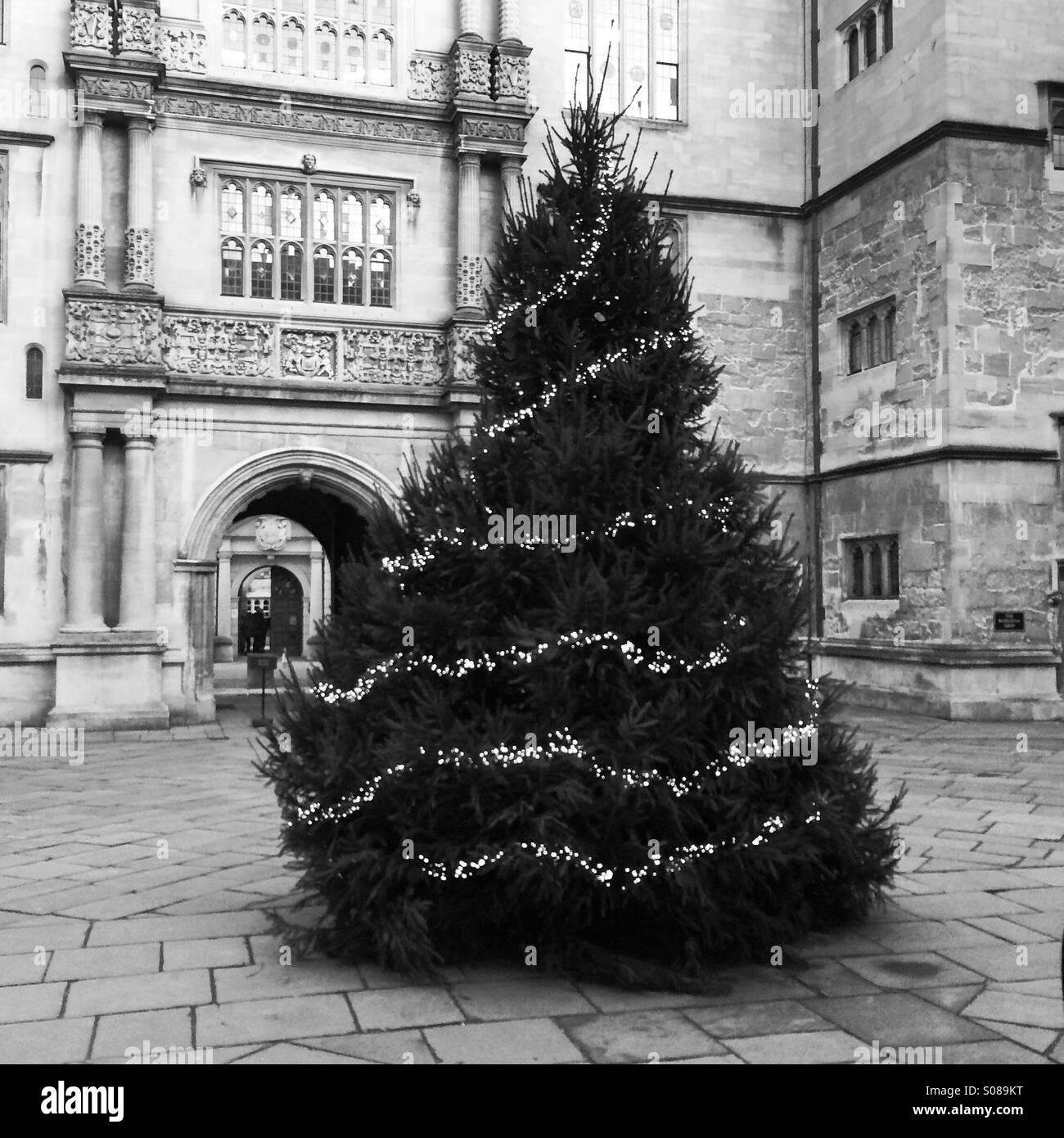 Christmas tree, Oxford University, Oxford Stock Photo