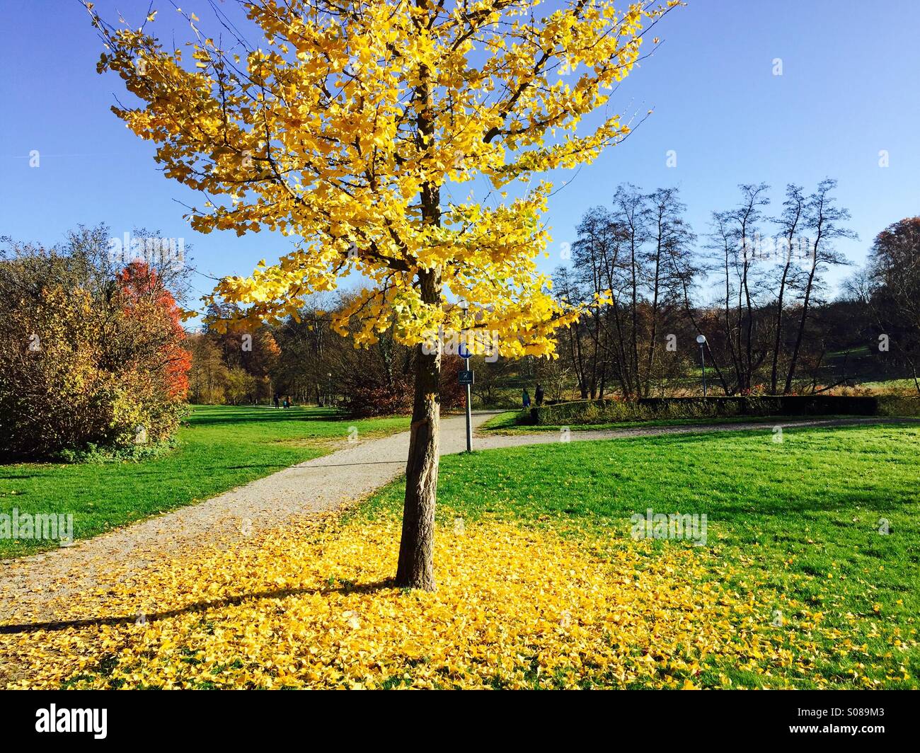 Autumn Tree in Yellow Stock Photo