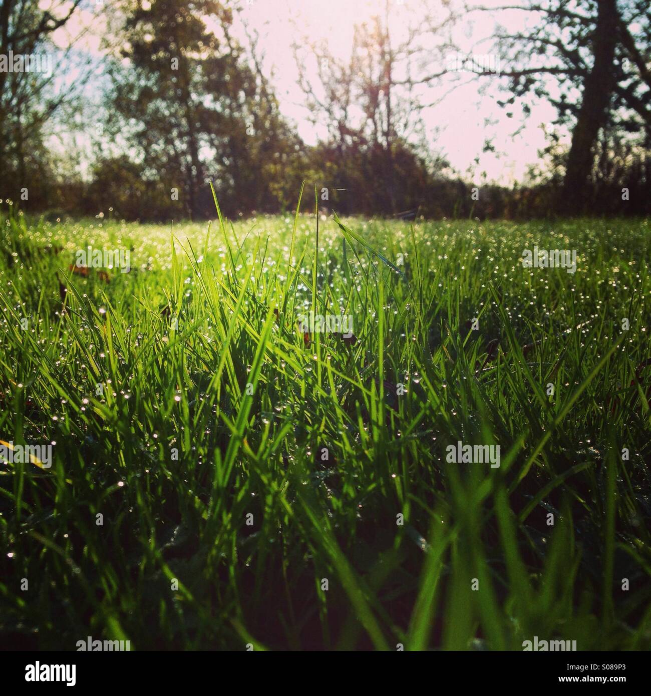 Low Angle View of a Field at Dawn - Smartphone Captured Stock Image