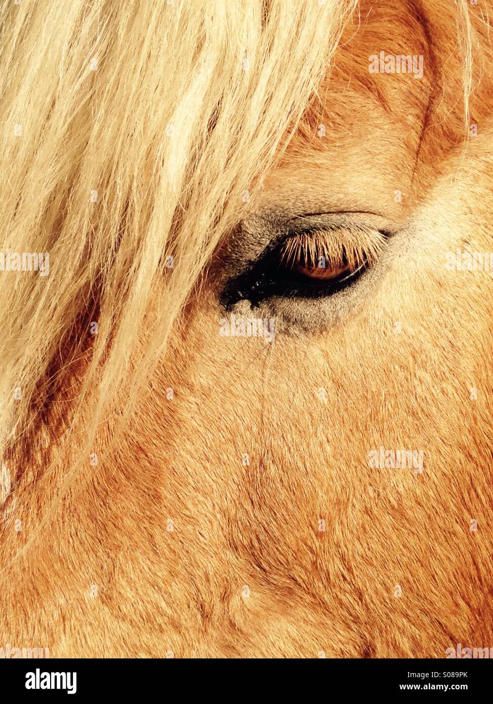 Horse eye - Smartphone Captured Stock Image