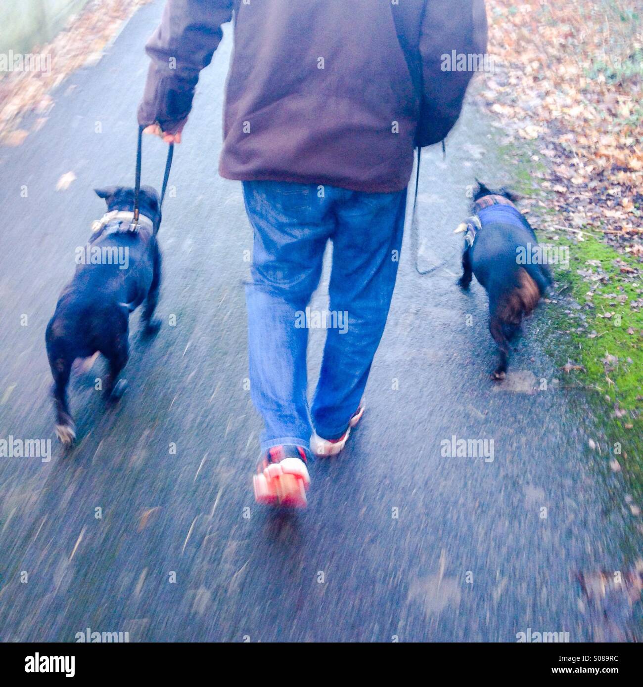 Speedy double dog walk - Smartphone Captured Stock Image