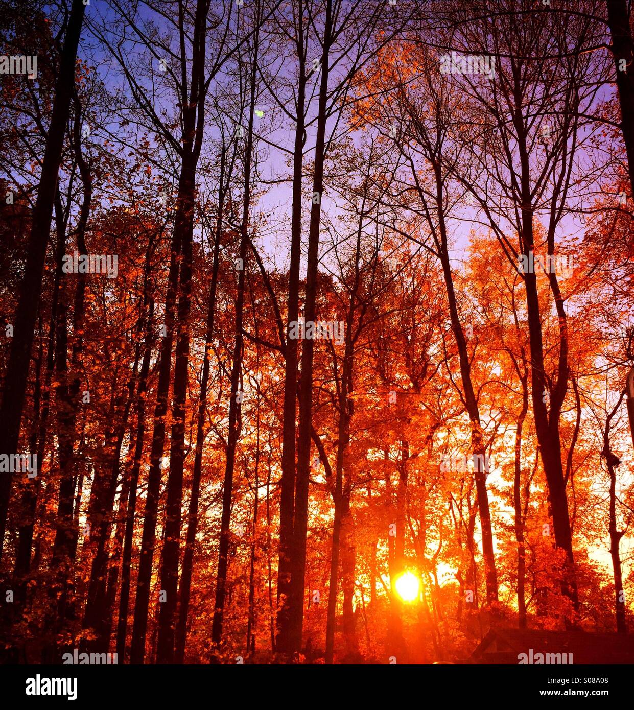 Backyard Sunset through Autumn Trees Stock Photo - Alamy