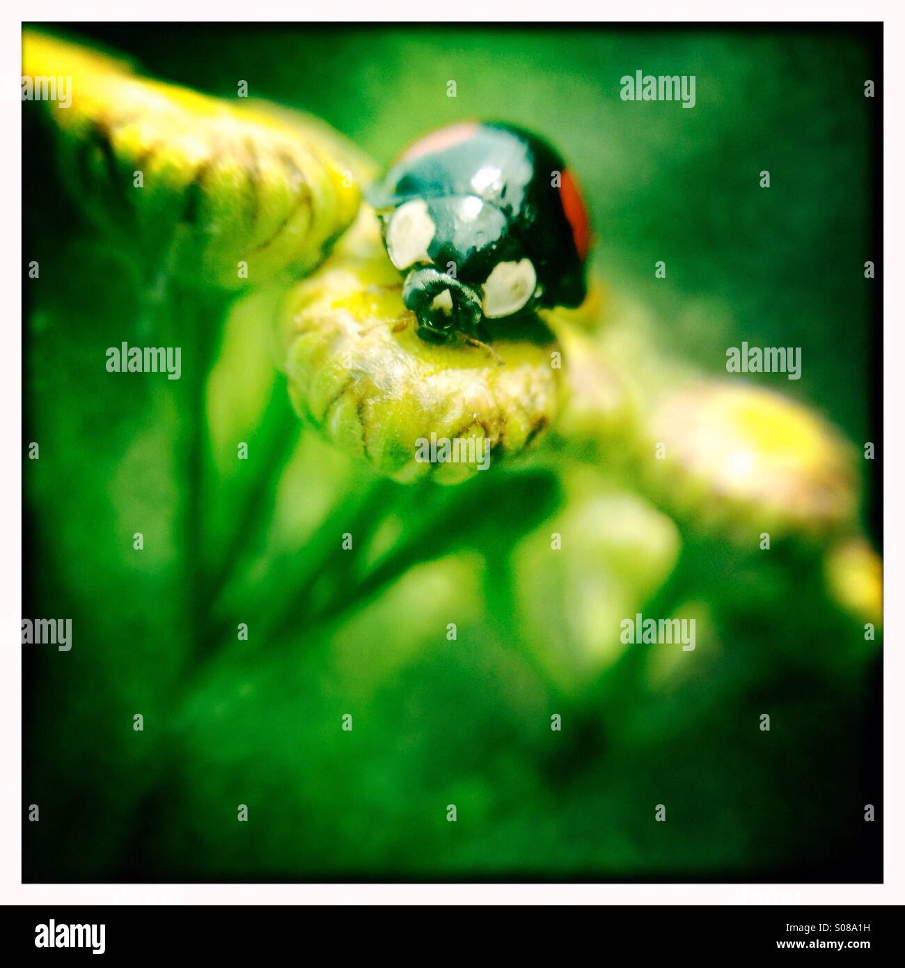 ladybug Stock Photo