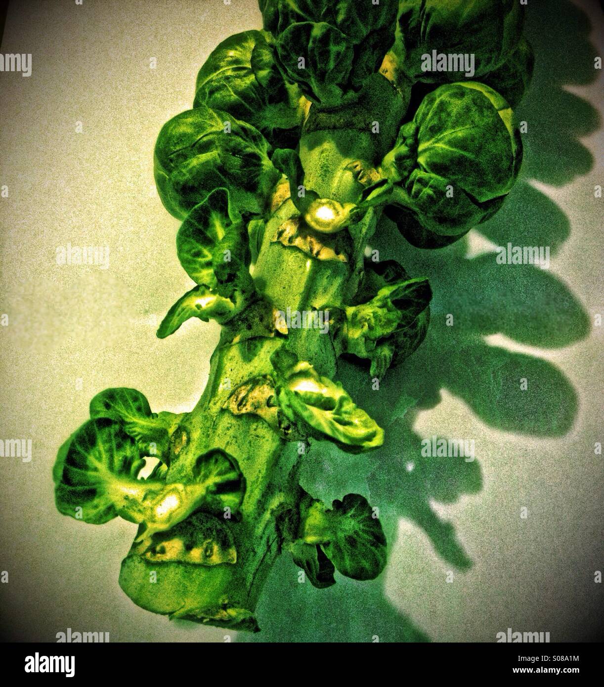 Sprouts on a stalk - Smartphone Captured Stock Image