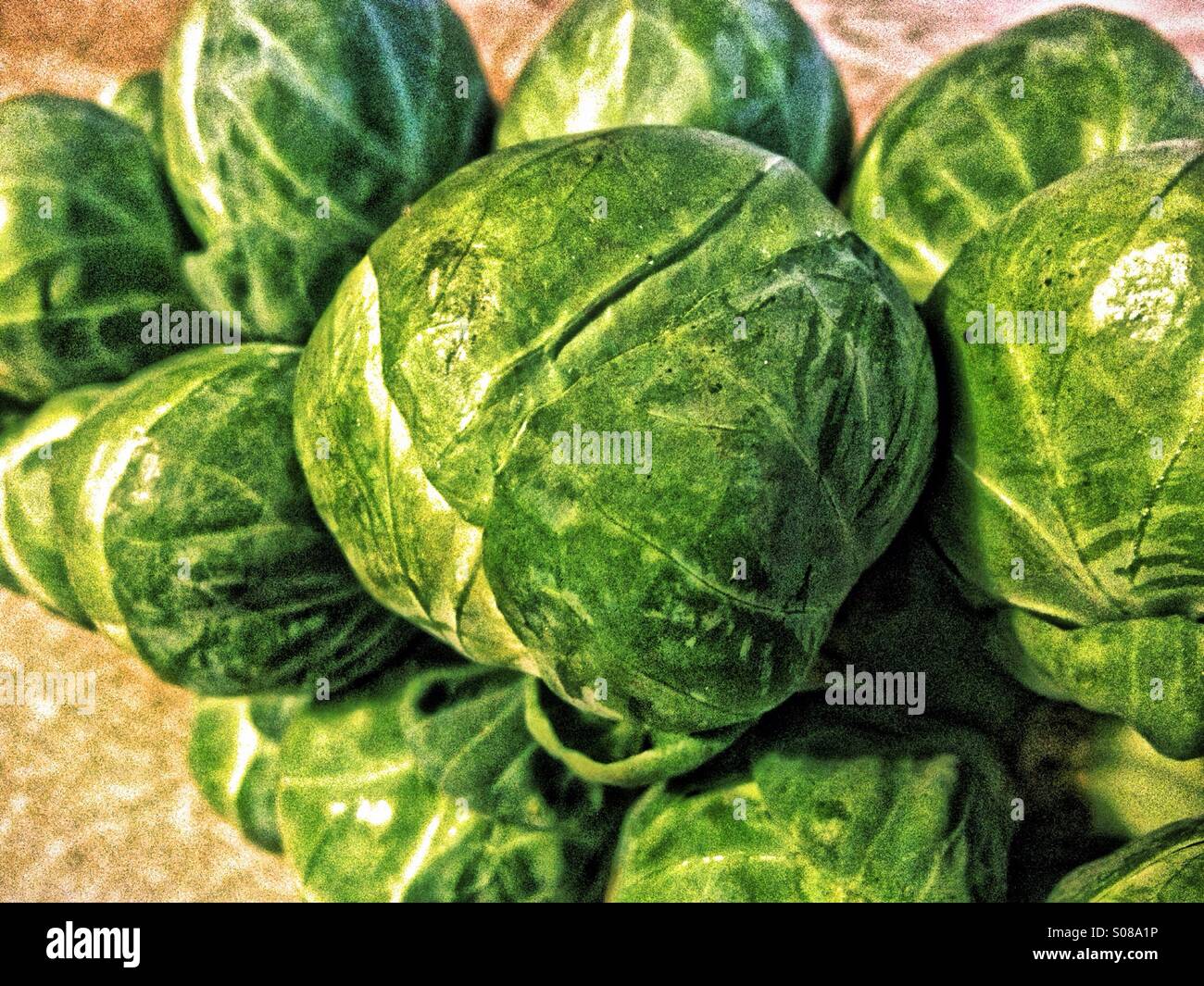 Large sprout on stalk - Smartphone Captured Stock Image