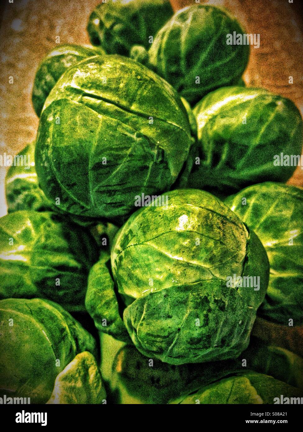 Sprouts on stalk - Smartphone Captured Stock Image