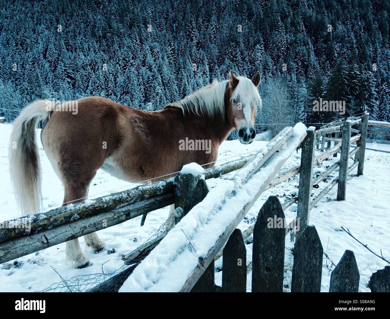 Beautiful horse at Fenice - Smartphone Captured Stock Image