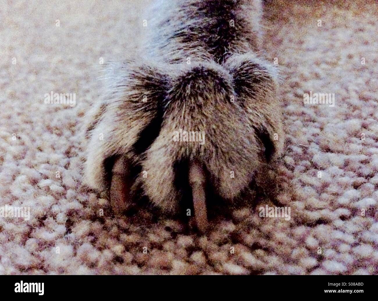 Paw with claws hires stock photography and images Alamy