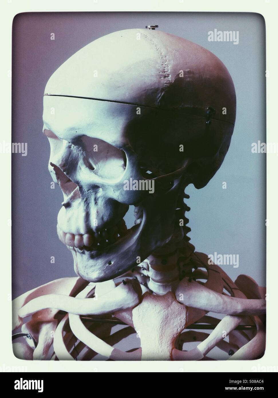 Human skeleton Stock Photo