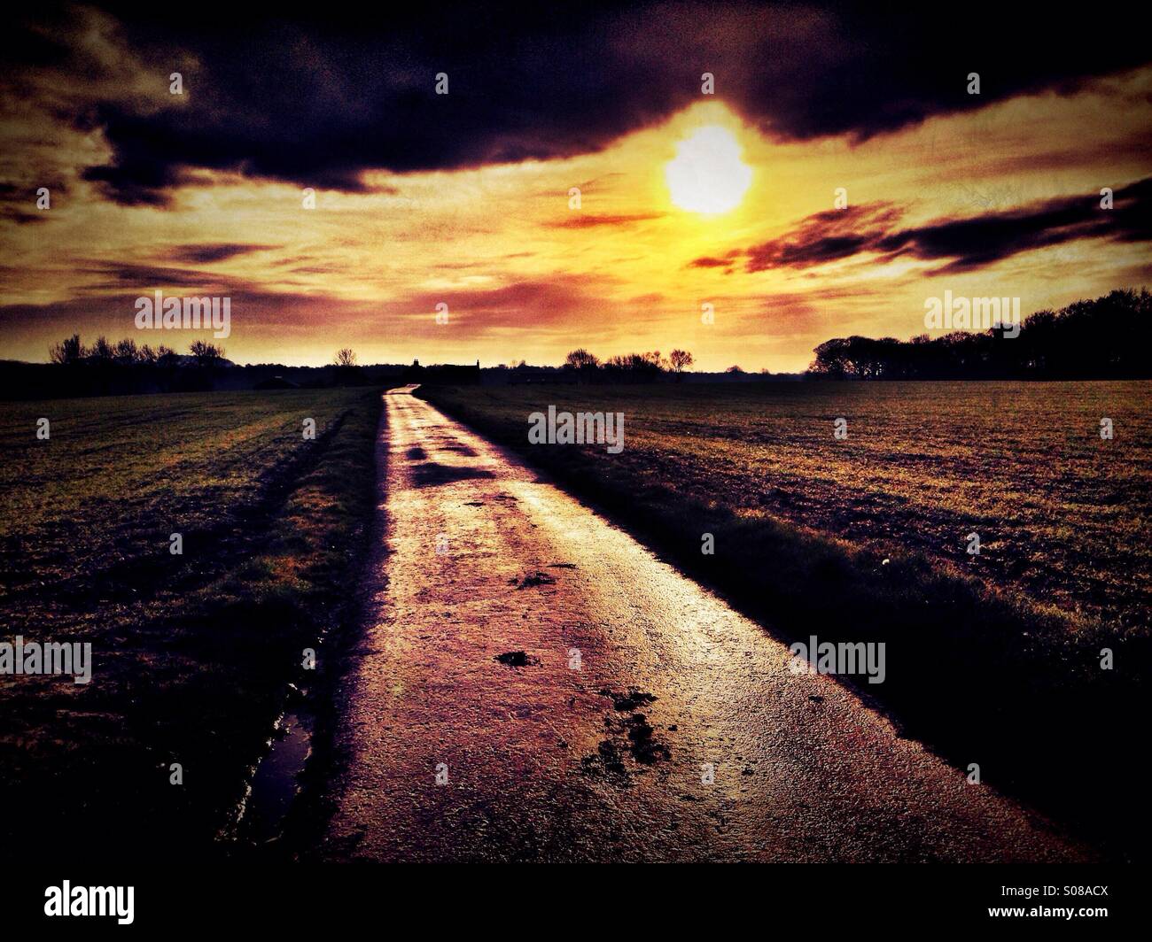 Wet country path through field in late evening light Stock Photo - Alamy