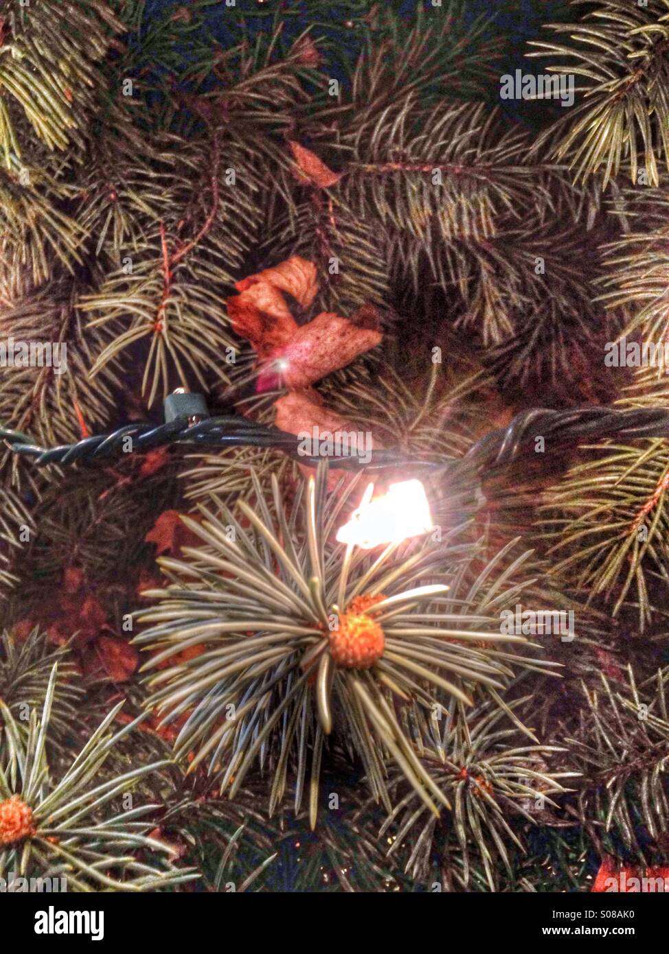 A close-up of Christmas lights strung  on an outdoor tree. - Smartphone Captured Stock Image