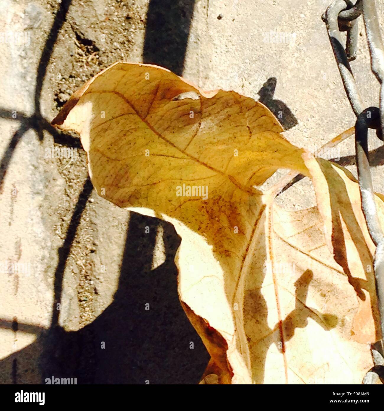 Yellow Leaf, Chain Link Fence Stock Photo