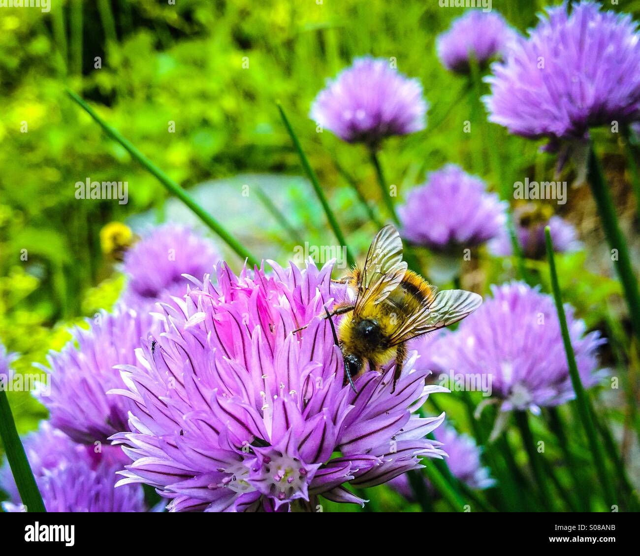 Bumble bee on purple flower, with others faintly in the background. - Smartphone Captured Stock Image