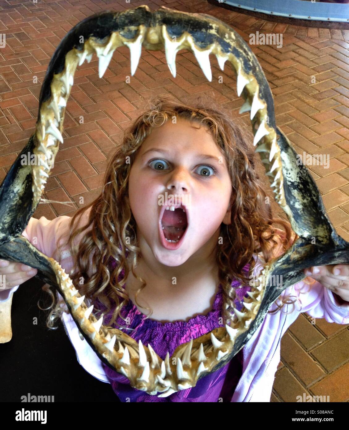 Young girl with a missing front tooth holding a sharks jaw full of sharp teeth. Stock Photo