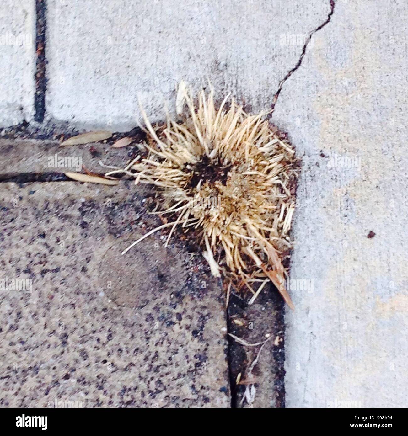 Sidewalk Crack, Dry Grass Stock Photo