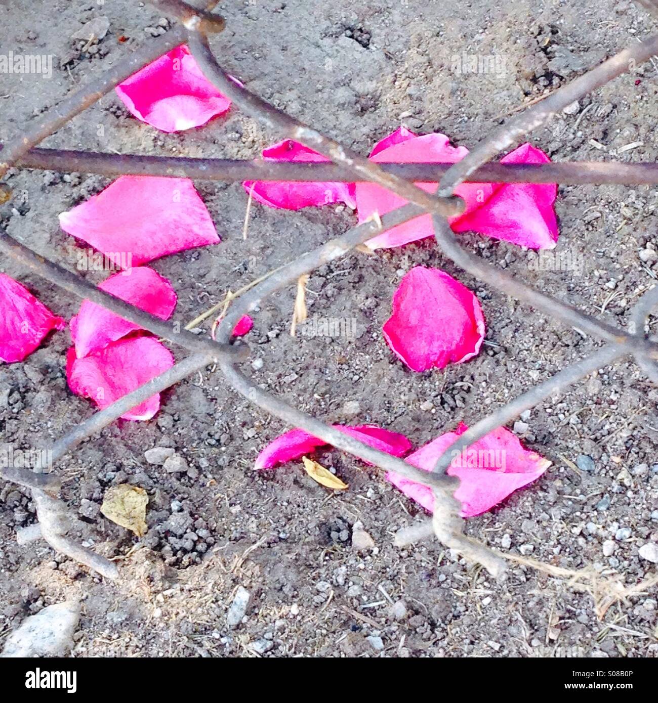 Scattered Pink Rose Petals Behind a Chain Link Fence Stock Photo