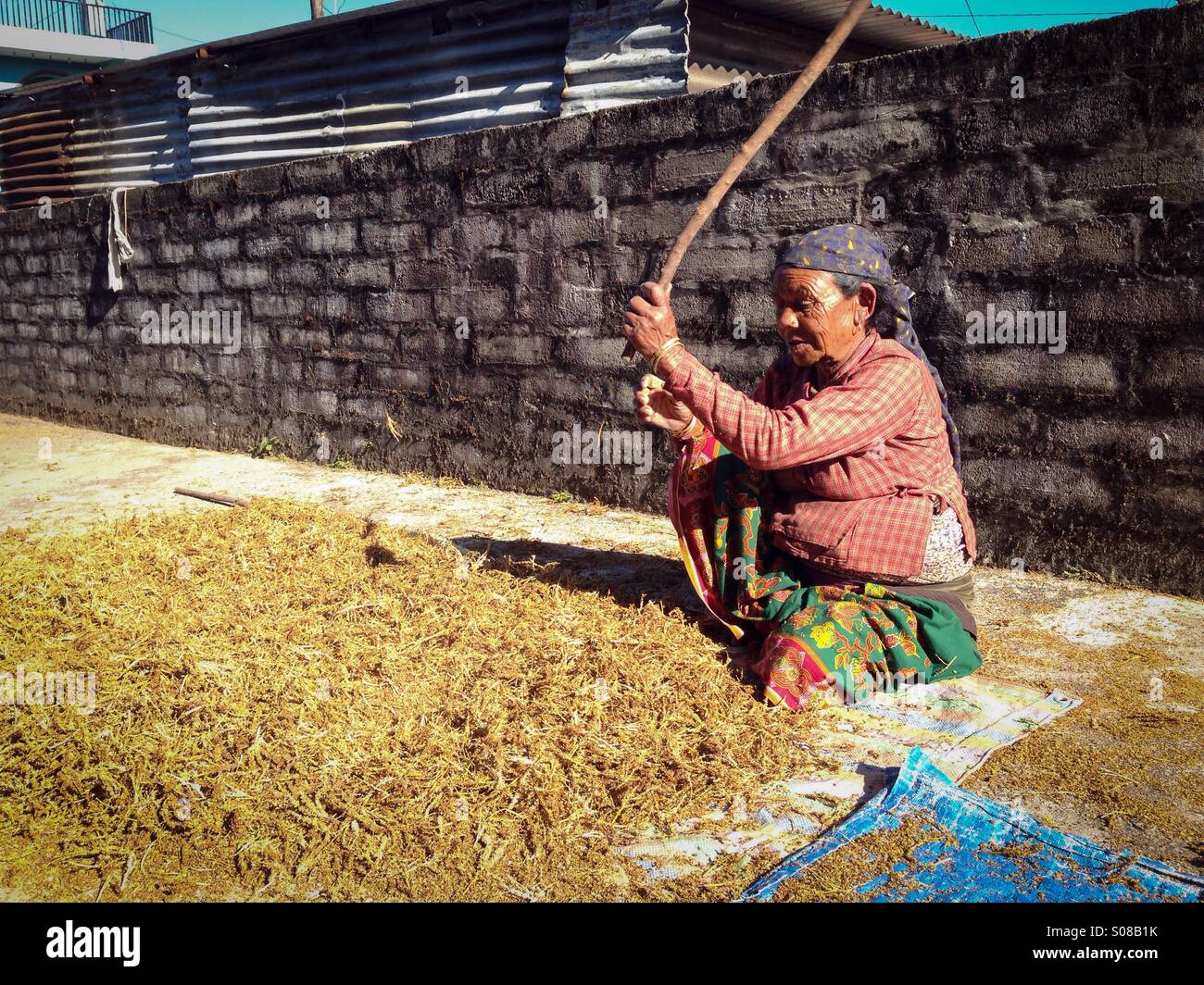 Threshing millet in a village hires stock photography and images Alamy