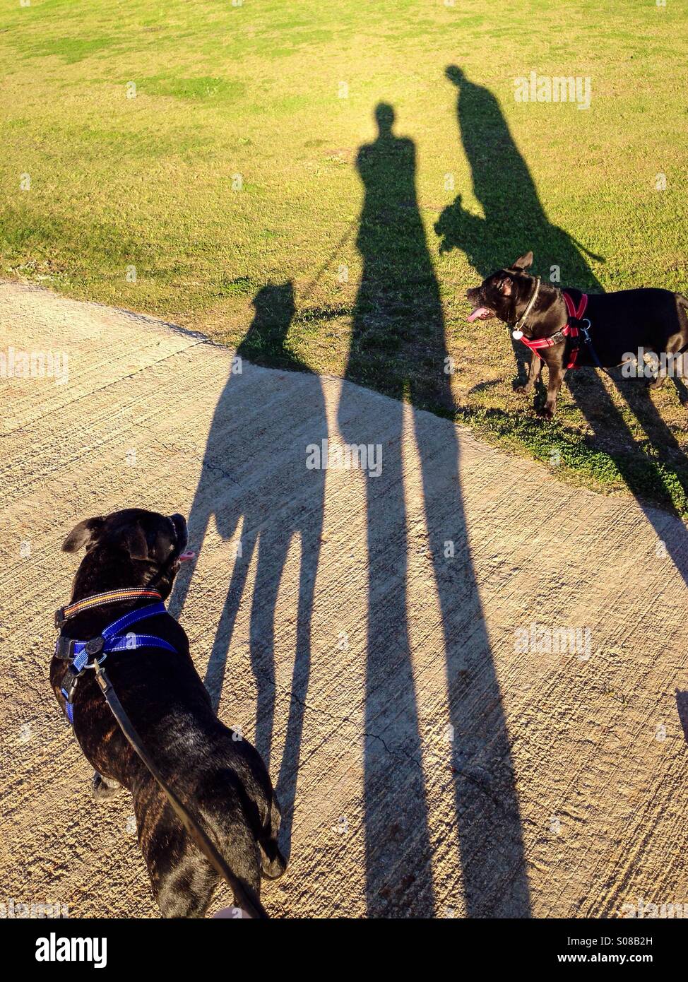 Long shadows walking the dogs - Smartphone Captured Stock Image