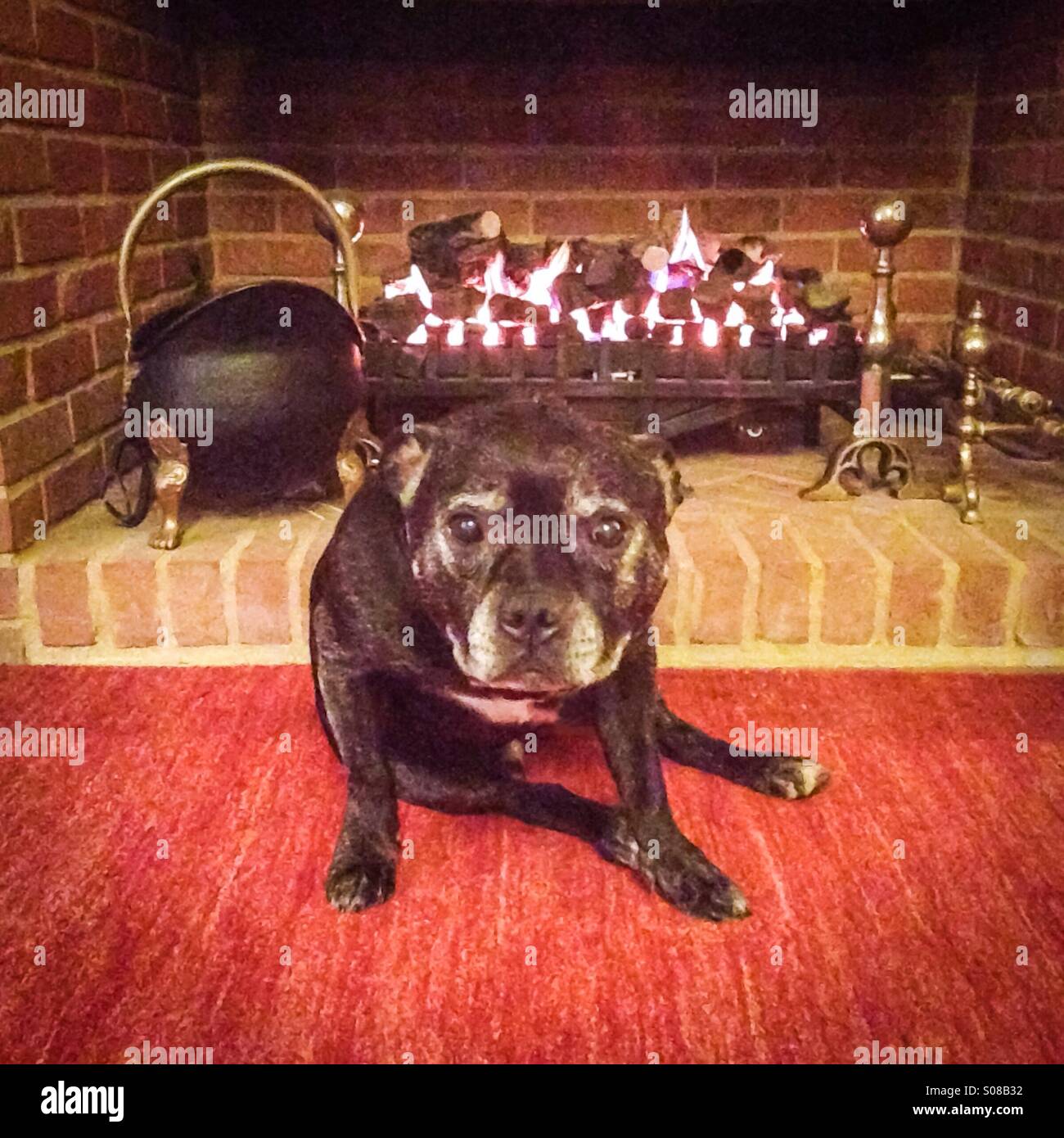 A dog keeping warm by the fire. Looking at the camera. - Smartphone Captured Stock Image