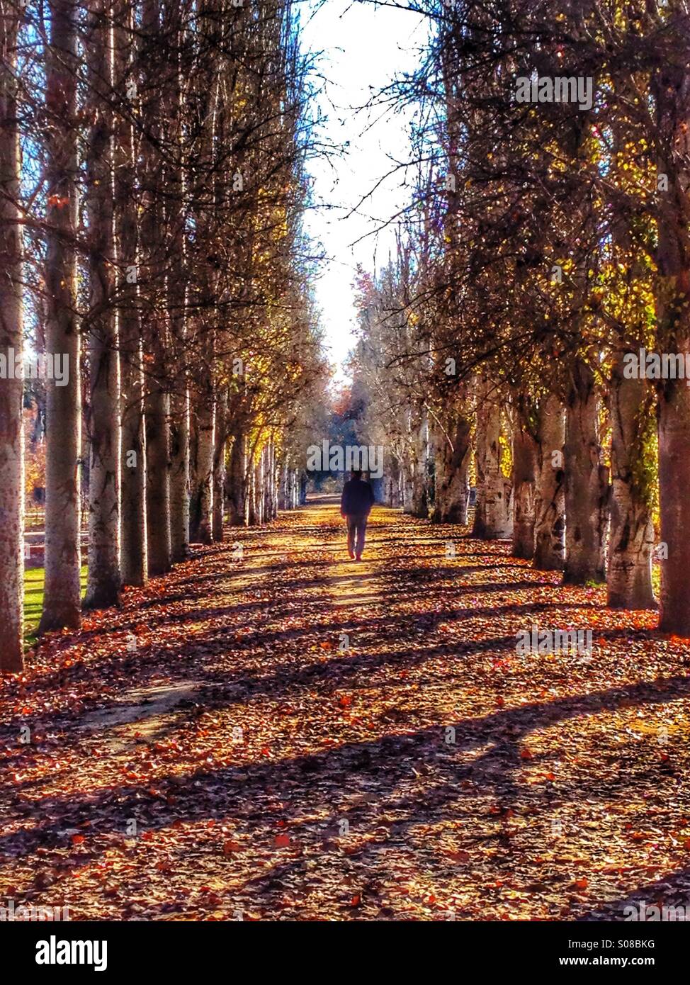 Male figure walking down an avenue of trees - Smartphone Captured Stock Image
