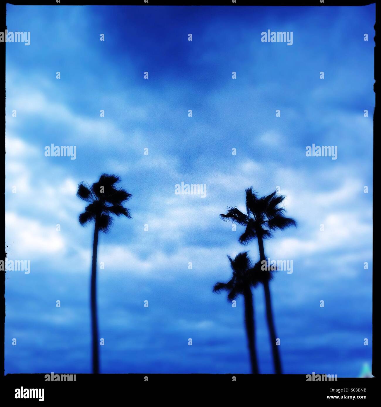 Abstract view of three palm trees. Manhattan beach California USA. Stock Photo