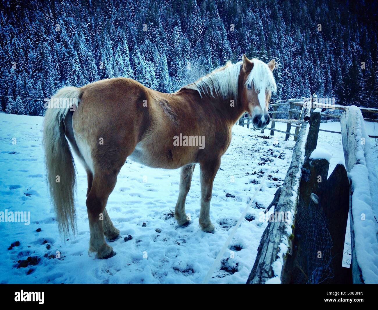 Beautiful horse in snow - Smartphone Captured Stock Image