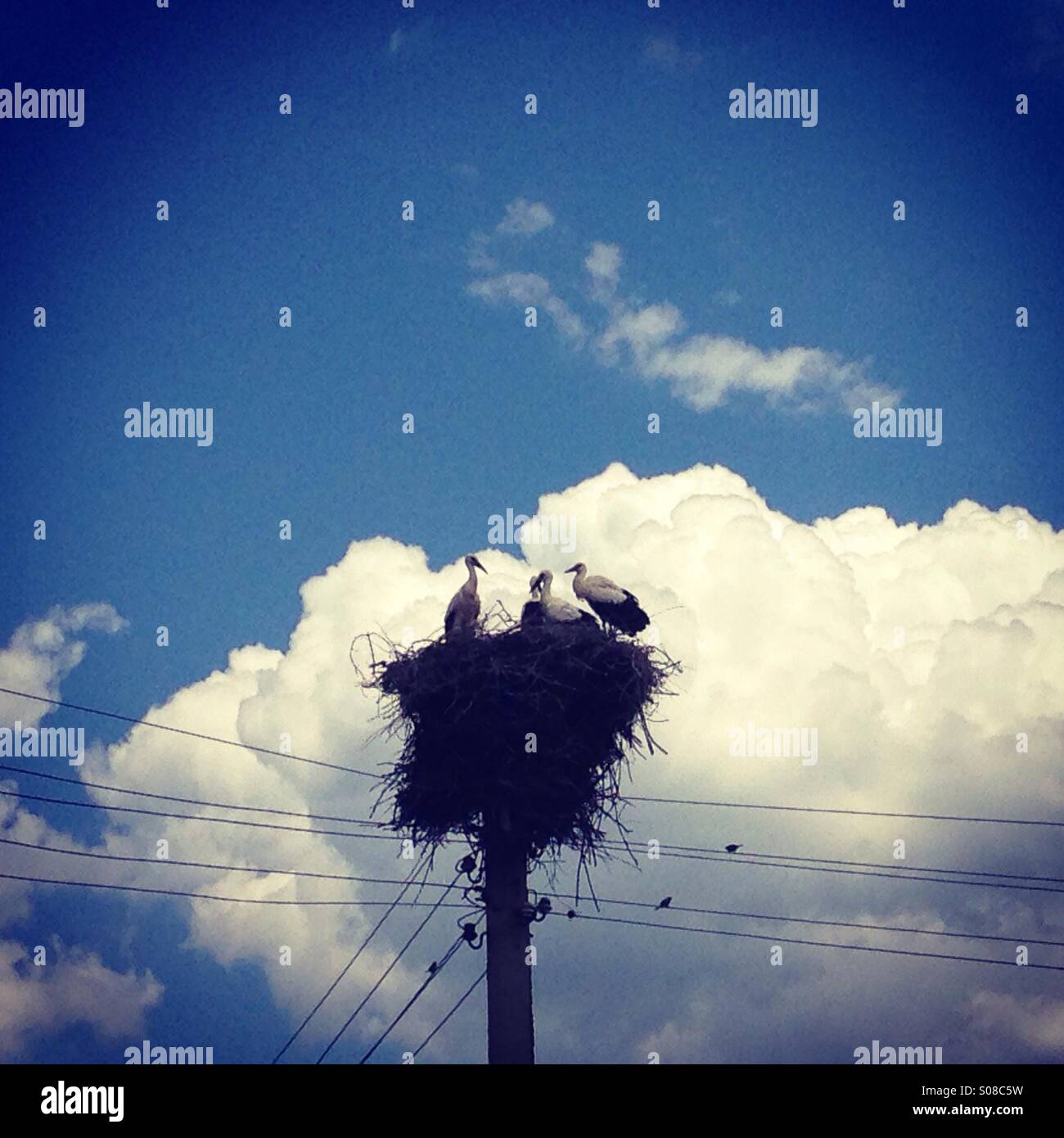 Four storks on a nest Stock Photo
