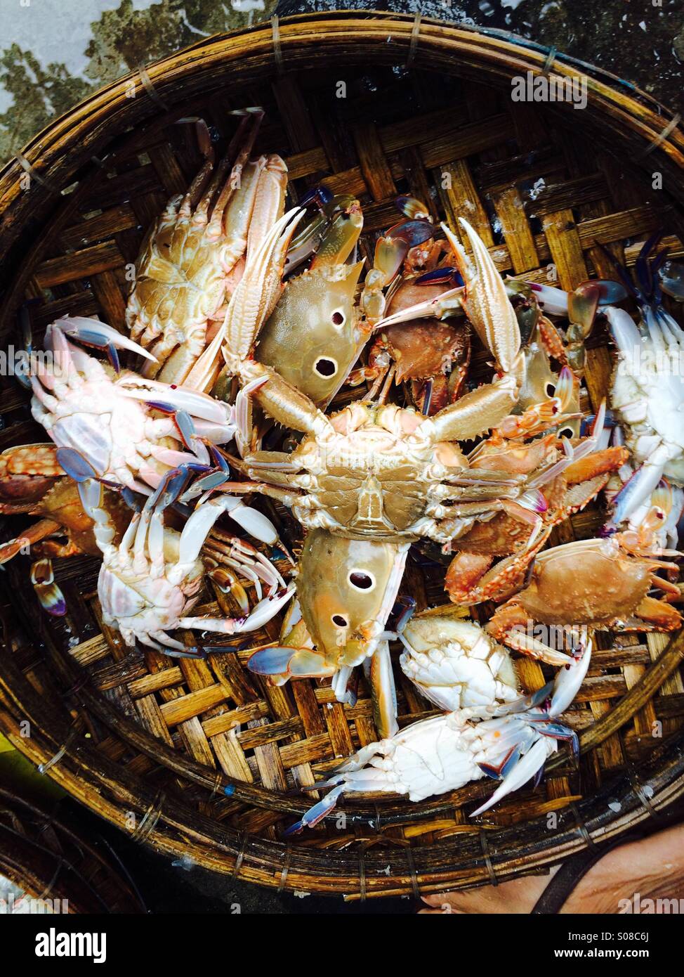 Fresh Crabs on sale at market in Hoi An, Vietnam Stock Photo