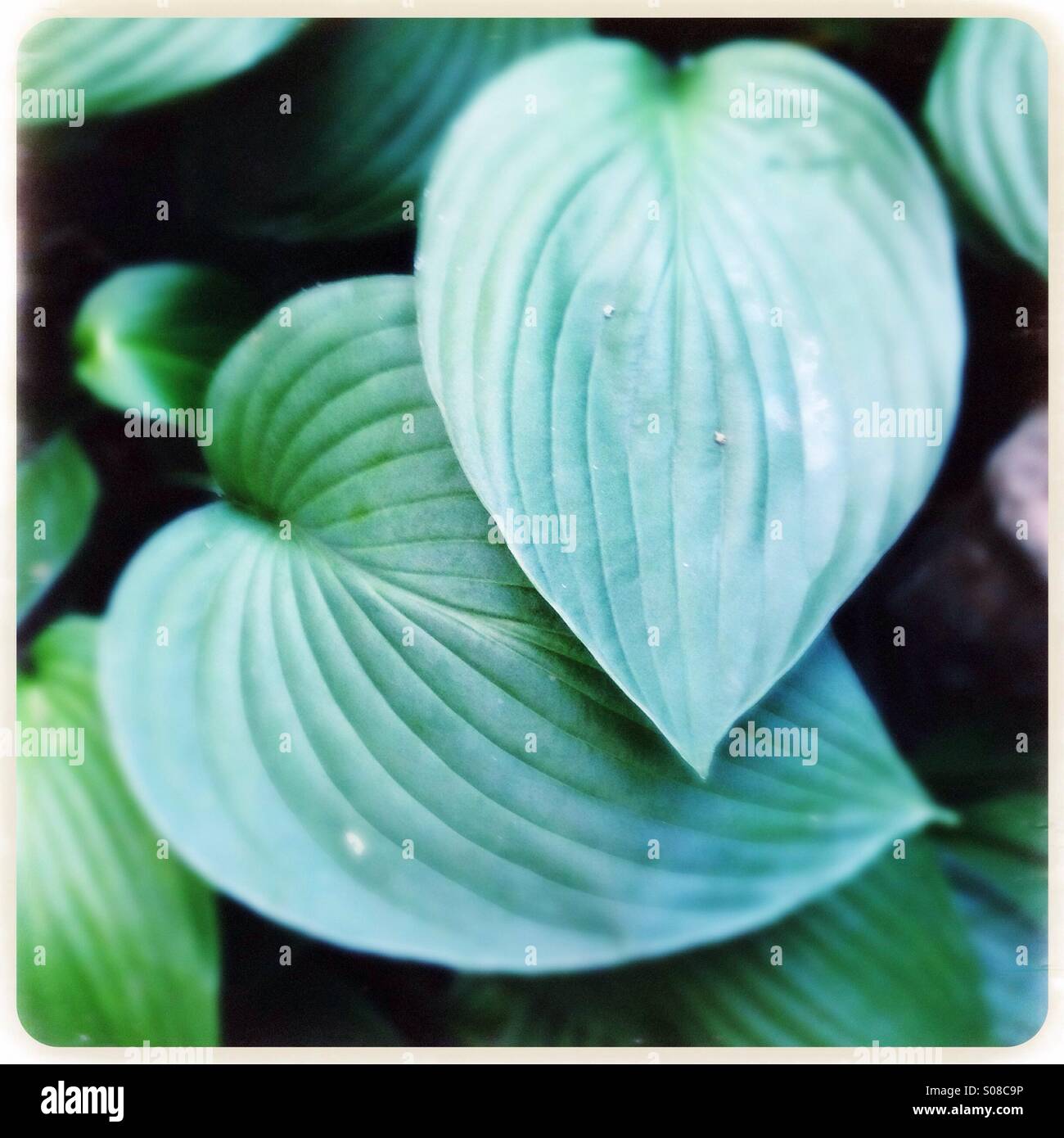 Two hosta leaves hi-res stock photography and images - Alamy