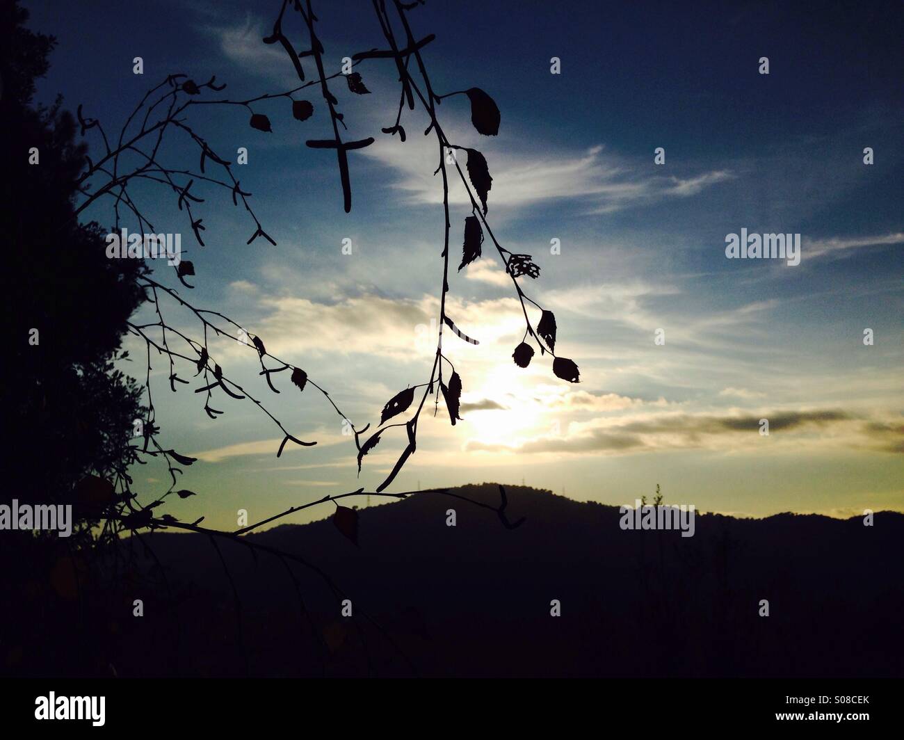 Branch framing the sun. Collserola park, Barcelona, Spain. - Smartphone Captured Stock Image
