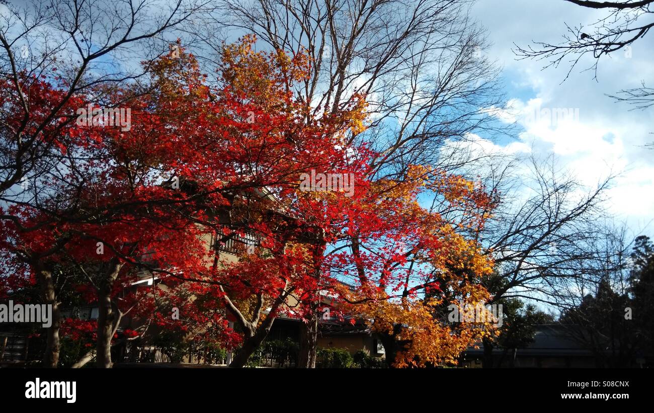Red and orange colours hi-res stock photography and images - Alamy