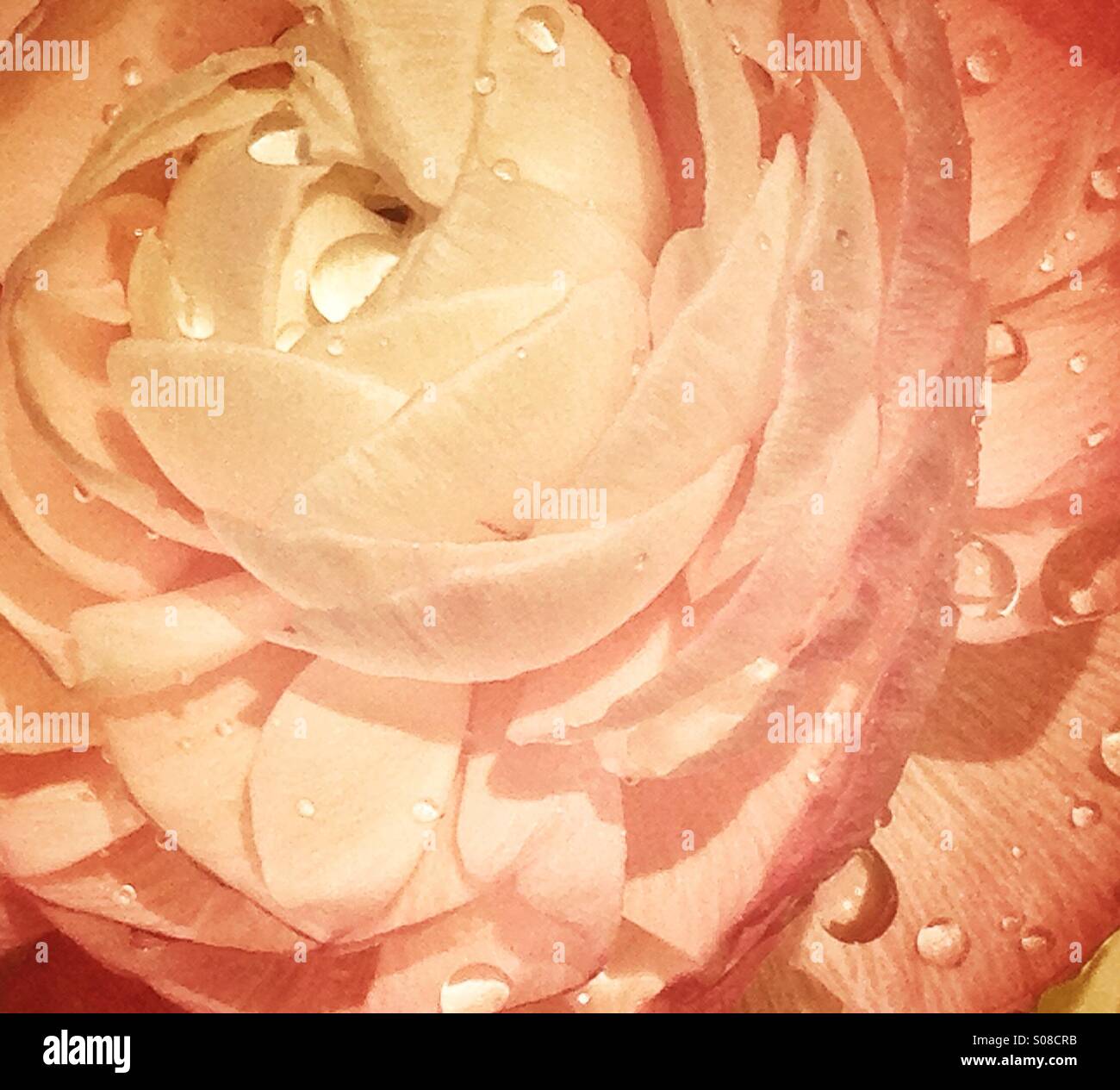 Flower with dew - Smartphone Captured Stock Image