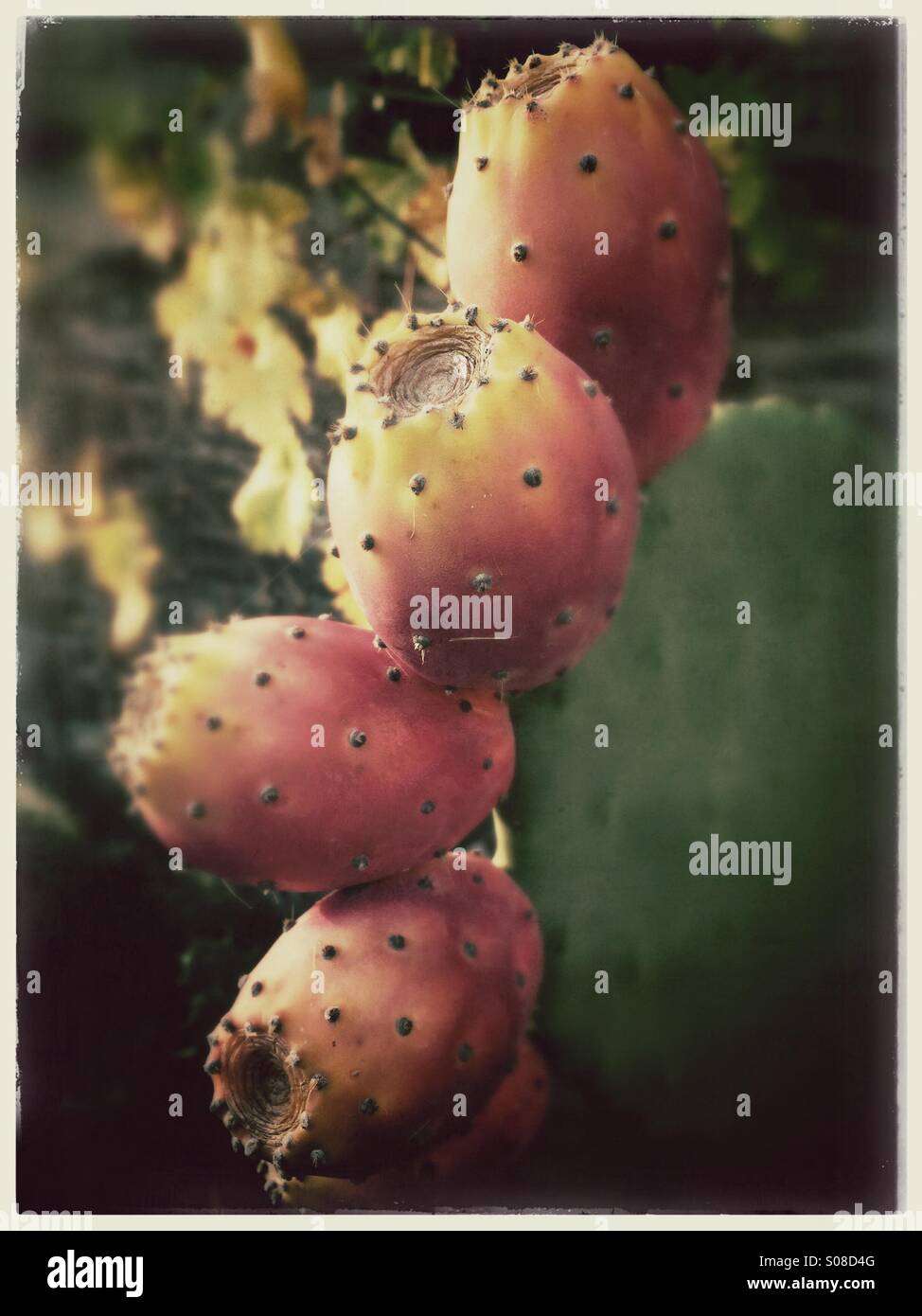 Prickly pear Stock Photo