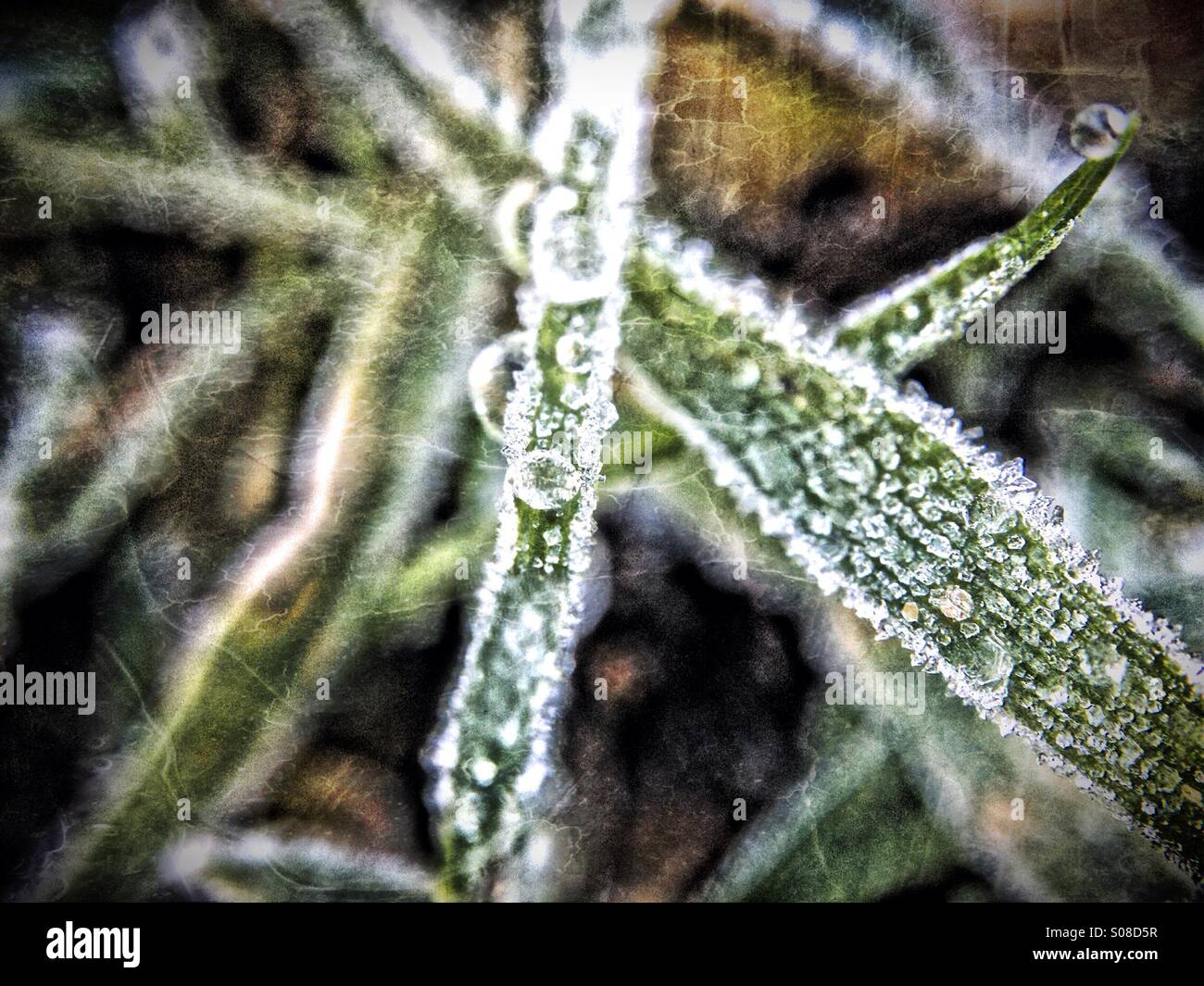 Frozen water droplets on grass - Smartphone Captured Stock Image