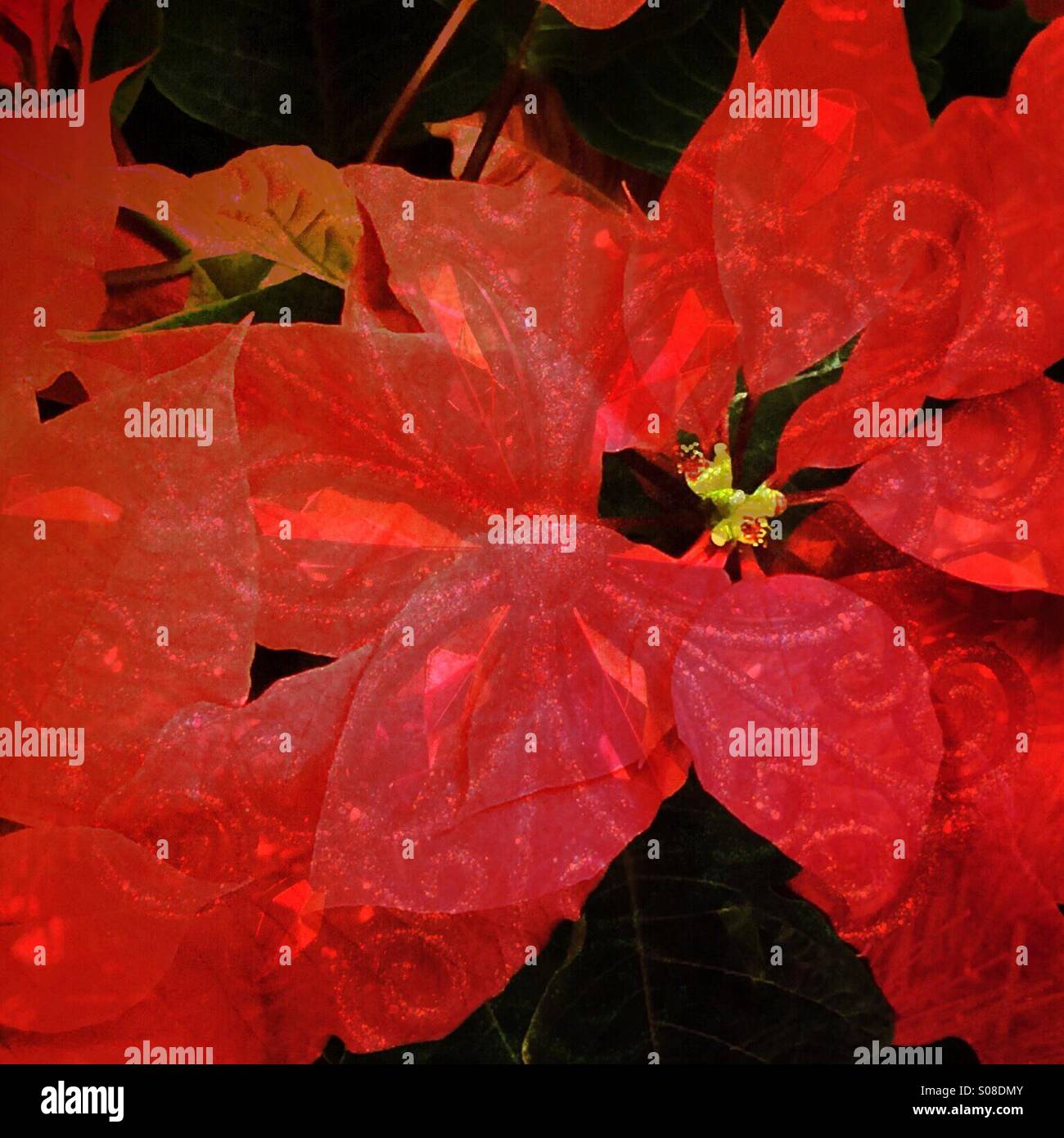 A double exposure of a poinsettia blended with a Christmas tree ornament - Smartphone Captured Stock Image